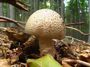 Klikni pro velký obrázek