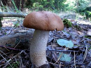 Klikni pro velký obrázek