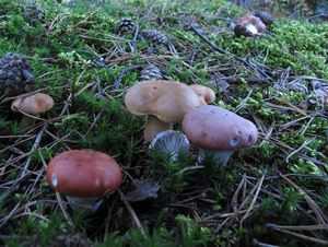 Klikni pro velký obrázek