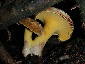 Klikni pro velký obrázek