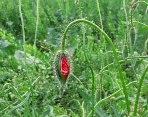 Mák vlčí (Papaver rhoeas)