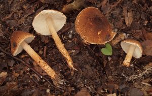 Bedla kaštanová - Lepiota castanea Quél.