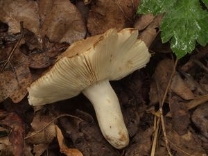 Holubinka hřebínkatá - Russula pectinatoides Peck 1907