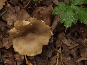 Holubinka hřebínkatá - Russula pectinatoides Peck 1907