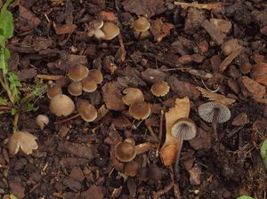 Helmovka louhová - Mycena stipata Maas Geest. & Schwöbel 1987