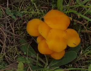 Voskovka vosková - Hygrocybe ceracea