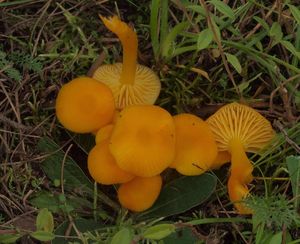 Voskovka vosková - Hygrocybe ceracea