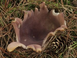 Baňka velkokališná - Sarcosphaera coronaria (Jacq.) J. Schröt.