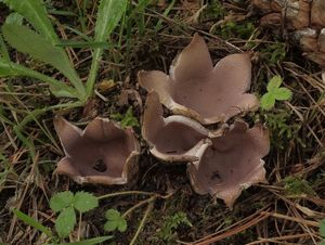 Baňka velkokališná - Sarcosphaera coronaria (Jacq.) J. Schröt.