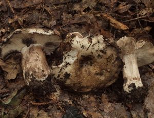 Holubinka černobílá - Russula albonigra (Krombh.) Fr.