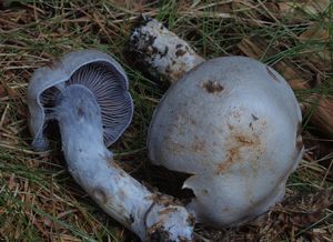 Pavučinec kafrový - Cortinarius camphoratus (Fr.) F