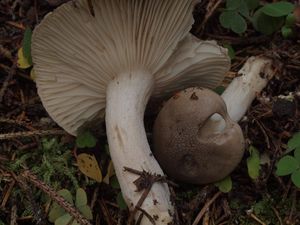 Šťavnatka vonná - Hygrophorus agathosmus (Fr.) Fr.