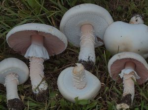 Pečárka velkovýtrusá - Agaricus macrosporus var. stramineus (Jul. Schäff. & F.H.