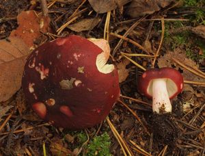 Holubinka révová - Russula xerampelina (Schaeff.) Fr. 1838