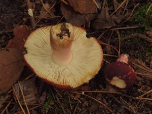 Holubinka révová - Russula xerampelina (Schaeff.) Fr. 1838