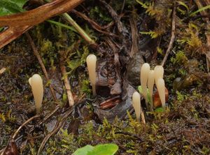 Kyjanka tenkonohá - Clavaria tenuipes