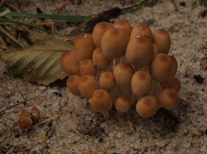 Hnojník lesní - Coprinellus silvaticus (Peck) Gminder 2010