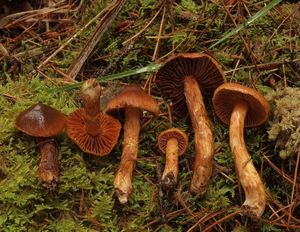 Pavučinec vyjímečný - Cortinarius rubellus Cooke