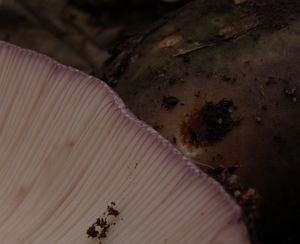 Holubinka doupňáková - Russula grisea Fr. 1838