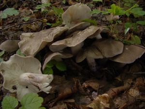 Čirůvka růžovolupenná - Tricholoma orirubens Quél. 1872