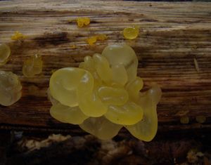Rosolovka mozkovitá - Tremella mesenterica Retz. 1769