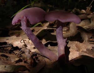 Lakovka ametystová - Laccaria amethystina Cooke 1884