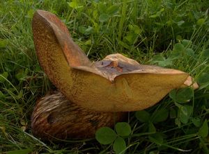 Hřib koloděj - Suillellus luridus (Schaeff.) Murrill 1909