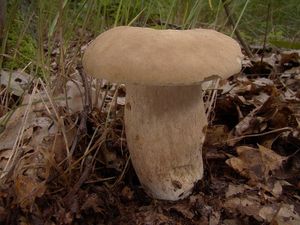 Hřib dubový - Boletus reticulatus Schaeff. 1774