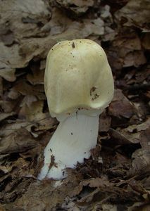 Pečárka hajní - Agaricus sylvicola (Vittad.) Sacc.