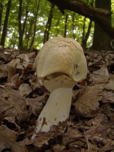 Pečárka hajní - Agaricus sylvicola (Vittad.) Sacc.