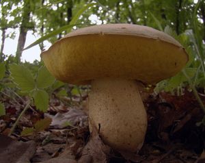 Hřib plavý - Boletus impolitus Fr. 1838