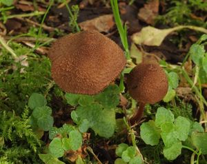 Vláknice lepovýtrusá - Inocybe calospora Quél.