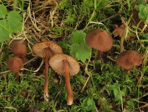 Vláknice lepovýtrusá - Inocybe calospora Quél.