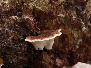 Smolokorka pryskyřičná - Ischnoderma benzoinum (Wahlenb.) P.Karst