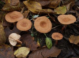 Ryzec liškový - Lactarius tabidus Fr.