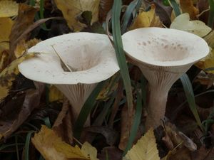 Strmělka veliká - Clitocybe geotropa (Bull.) Quél.