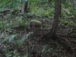 Klikni pro velký obrázek