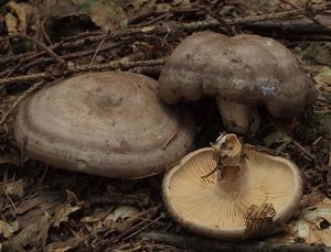 Ryzec kroužkatý - Lactarius circellatus Fr.