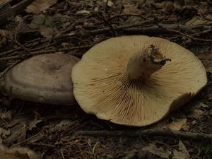 Ryzec kroužkatý - Lactarius circellatus Fr.