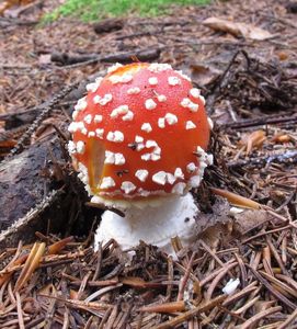 Muchomůrka červená - Amanita muscaria (L.) Lam. 1783
