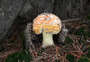 Klikni pro velký obrázek