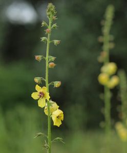 Divizna švábovitá (Verbascum blattaria L.)