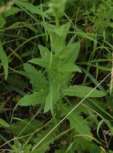 Divizna švábovitá (Verbascum blattaria L.)