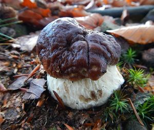 Klikni pro velký obrázek