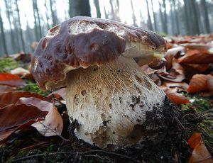 Klikni pro velký obrázek