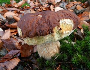 Klikni pro velký obrázek