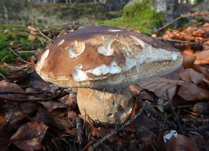 Klikni pro velký obrázek