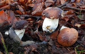 Klikni pro velký obrázek