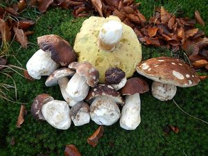 Klikni pro velký obrázek