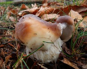 Klikni pro velký obrázek